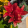avatar of Crafty_Ninja25