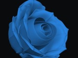 Beautiful Rose-1