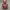DeadPool Torso