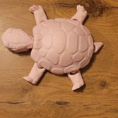 Box Turtle-1