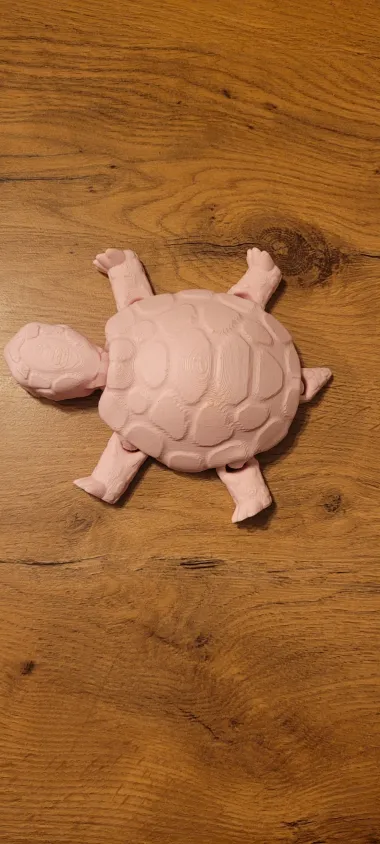 Box Turtle-1