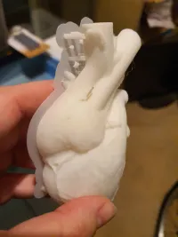 Anatomical Heart Vase - Stand Alone-2