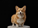 Corgi-1