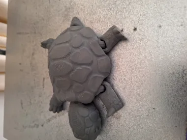 Box Turtle-0