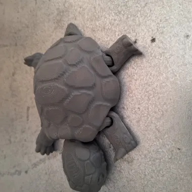 Box Turtle-0