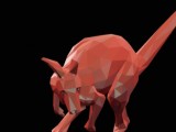 kangaroo -2