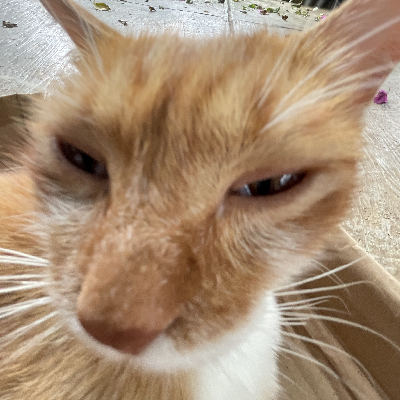 avatar of meomeosocute