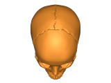 magnitic skull-3