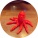 avatar of user6510483961