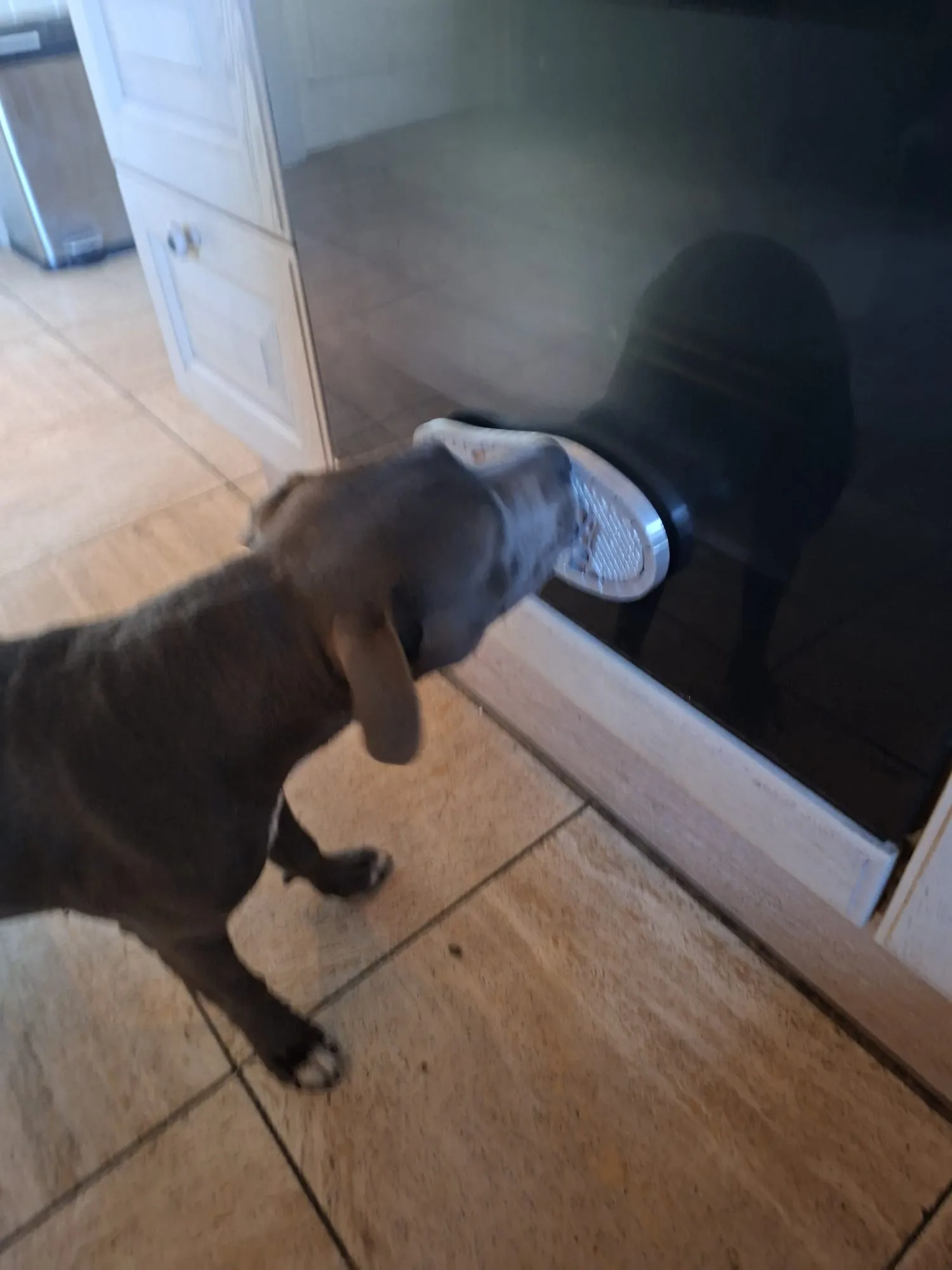 Honden likzool moeilijk/ Dog shoe sole licking pad difficult-0