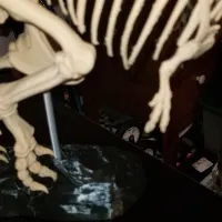Tyrannosaurus skeleton-2