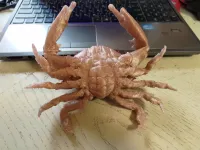 crab case-1