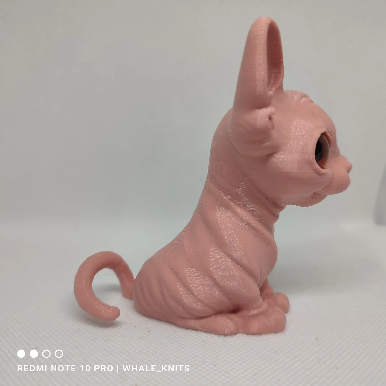 sphynx cat-2