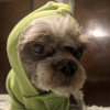 avatar of CrankyShihTzu