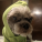 avatar of CrankyShihTzu