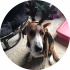 avatar of user3167293318