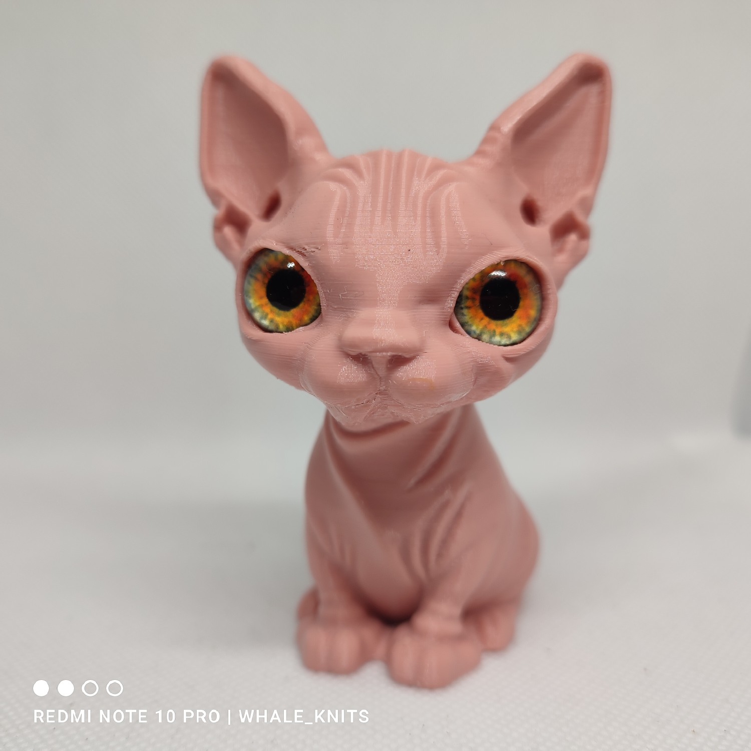 sphynx cat