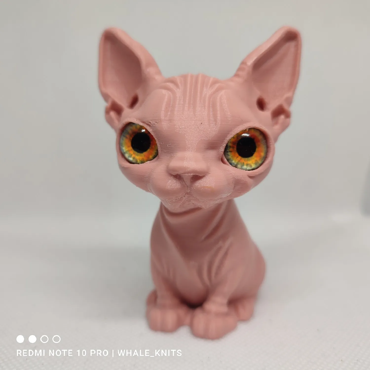 sphynx cat-0