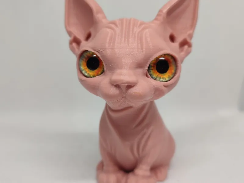 sphynx cat