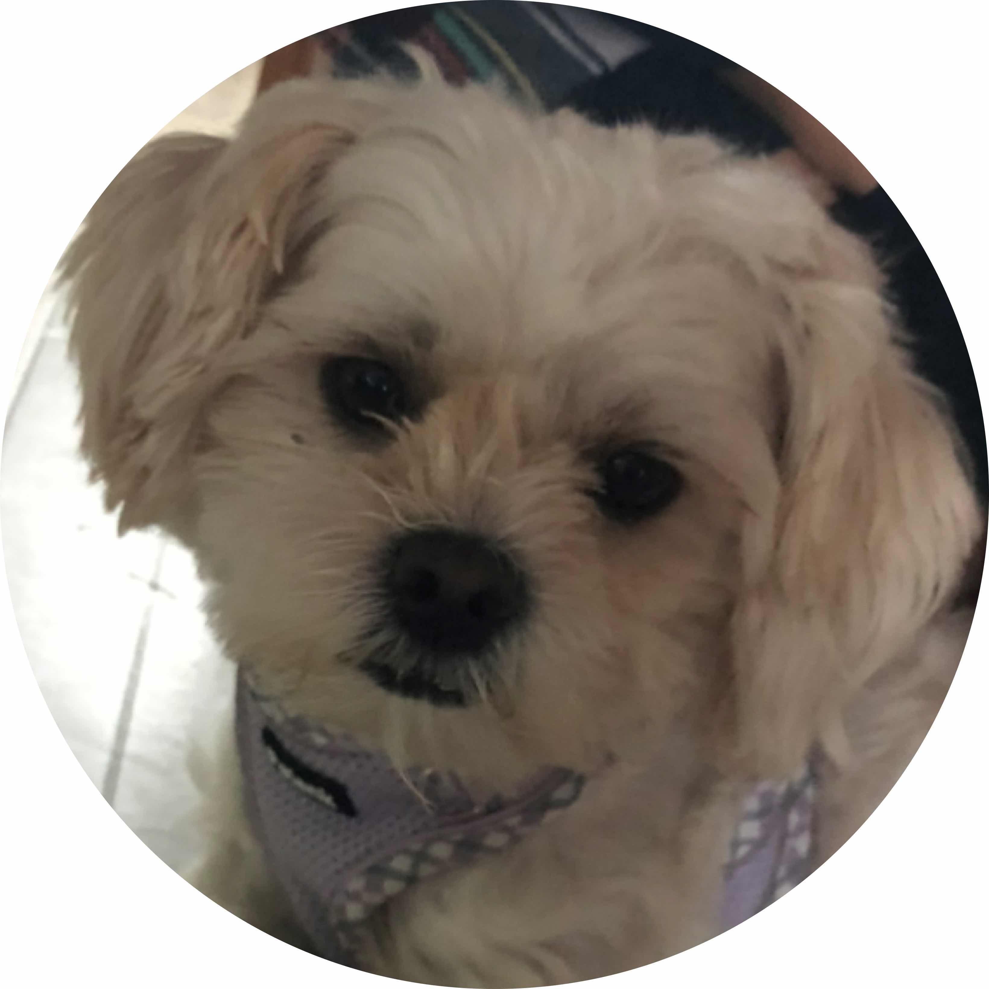 avatar of RandomUser