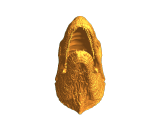 RAPTOR HEAD-0