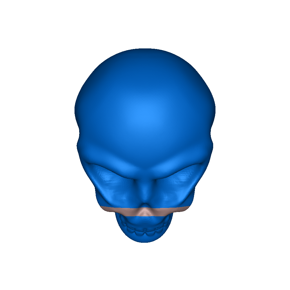 skull