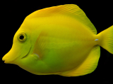 Yellow tang-0