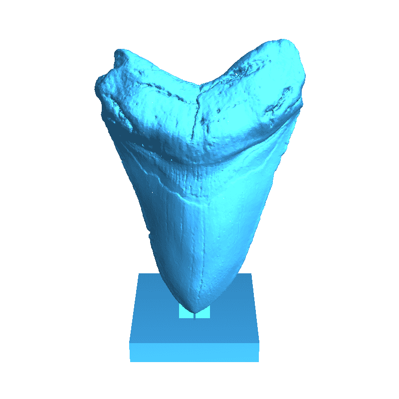 Megalodon Tooth on stand