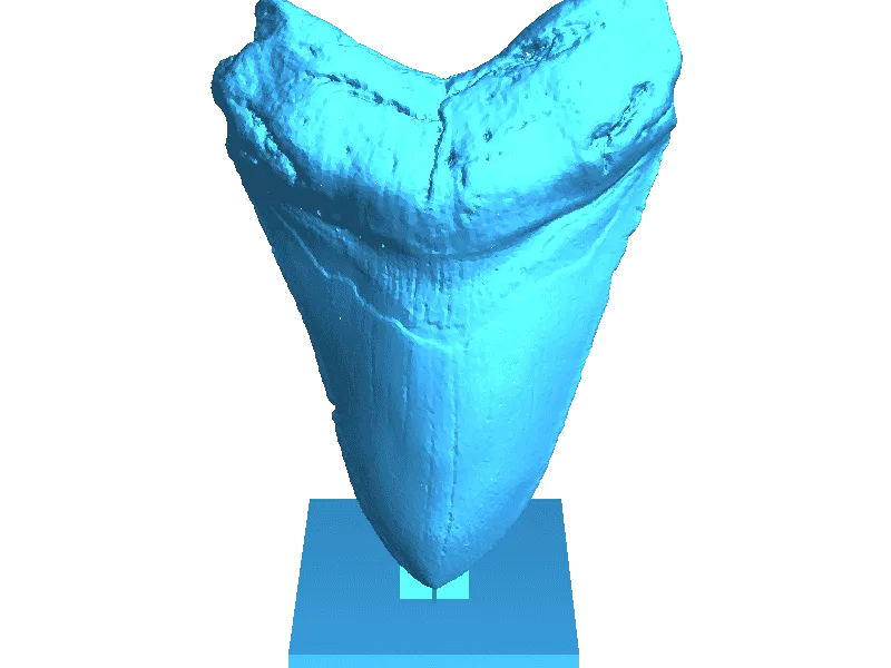 Megalodon Tooth on stand