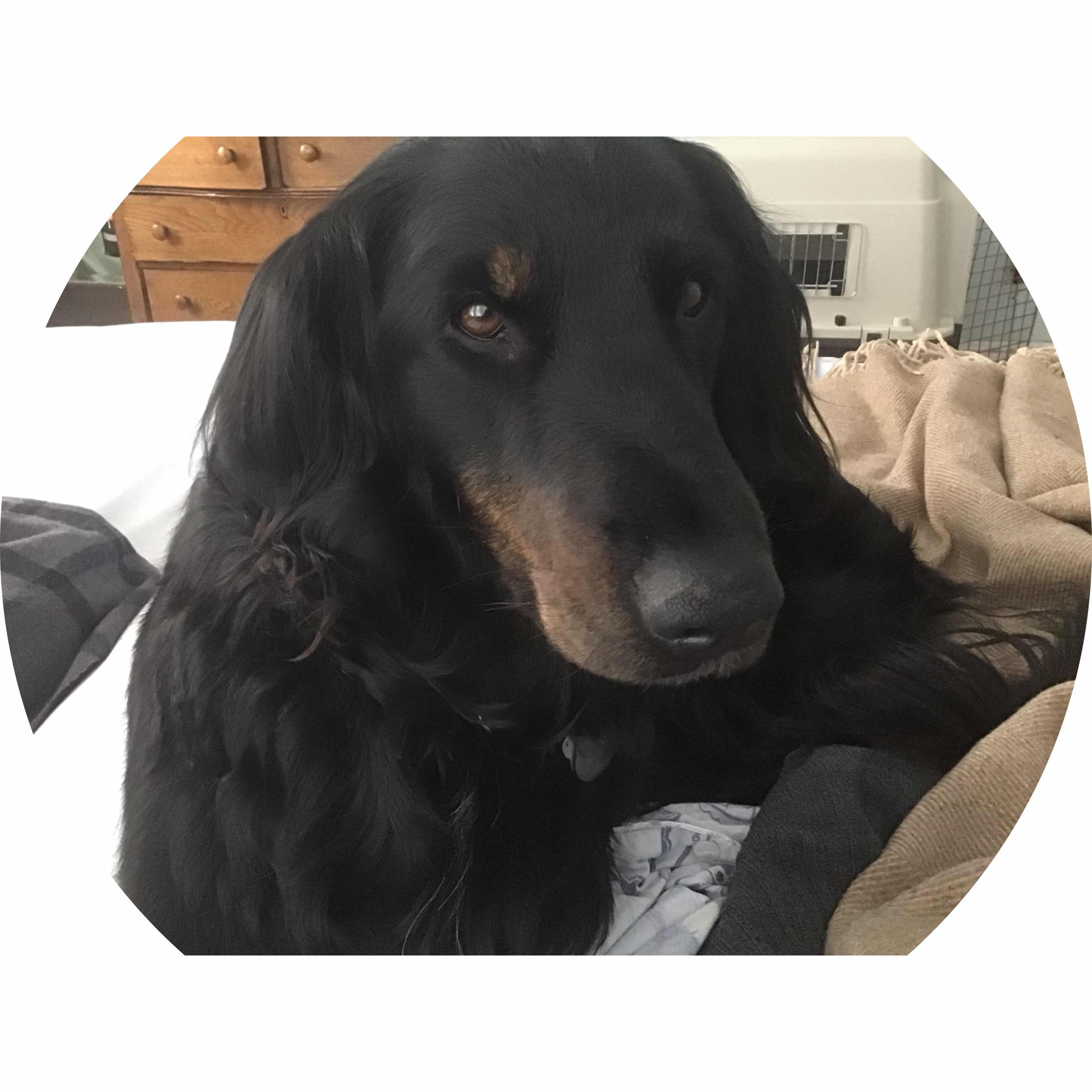 avatar of Dog808