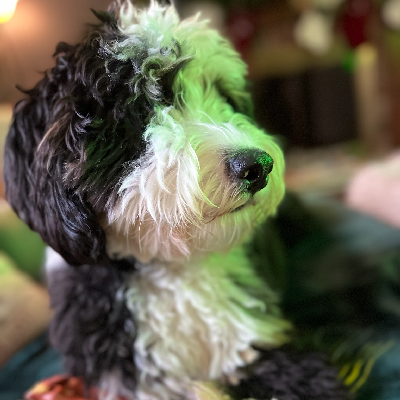 avatar of Wonkman1