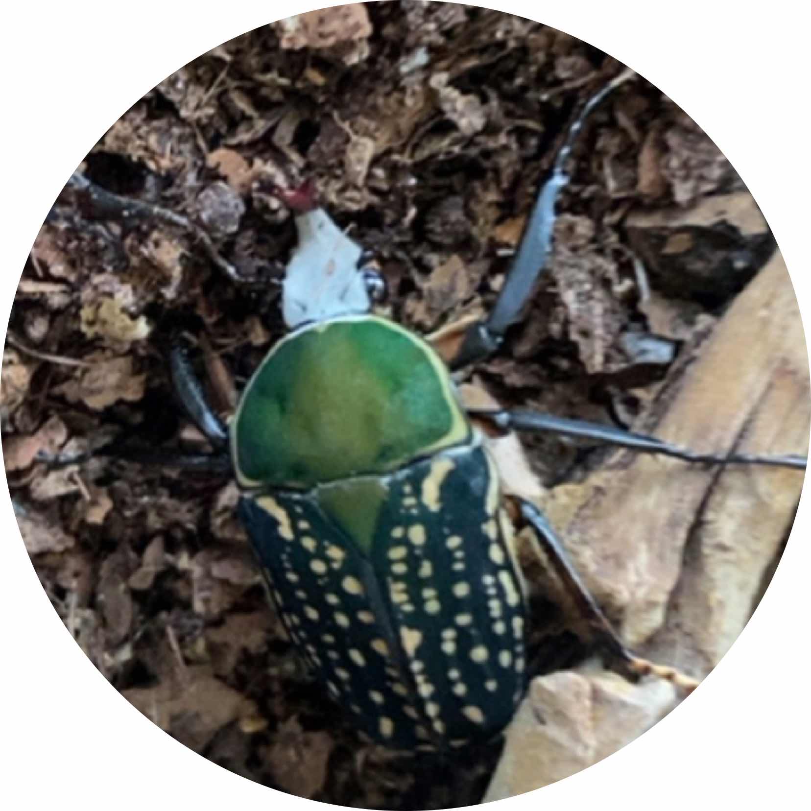 avatar of Mecynorhina