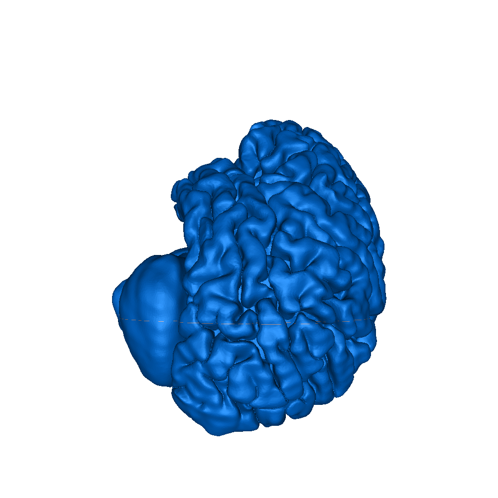 Full size human brain