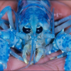 avatar of blue lobster