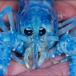 blue lobster