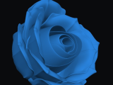 Beautiful Rose-0