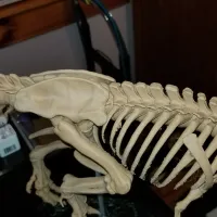 Tyrannosaurus skeleton-3