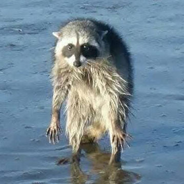 avatar of Puddles Rex
