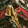 avatar of Shadow-Walker