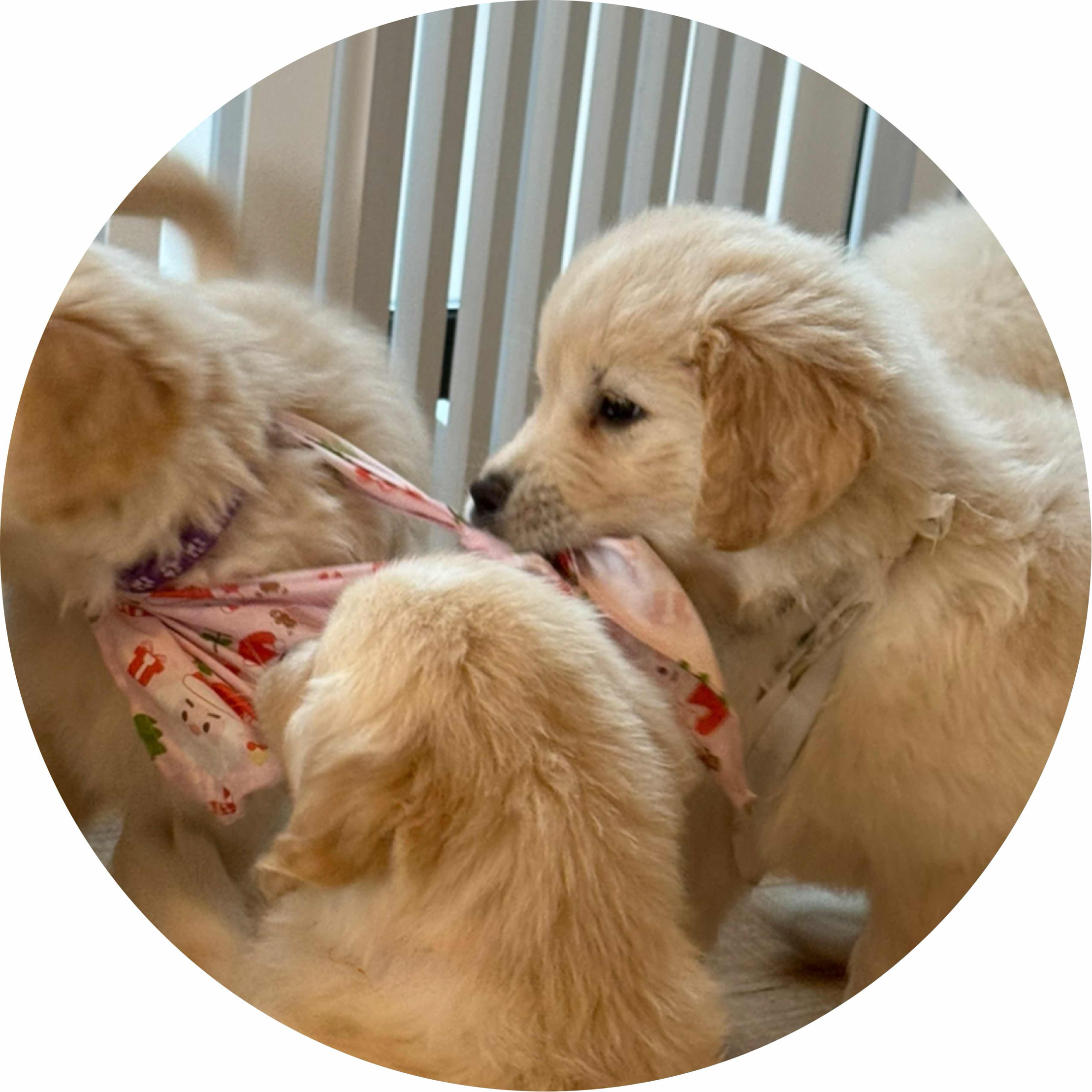 avatar of Vibriance Designs