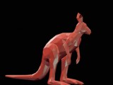kangaroo -1