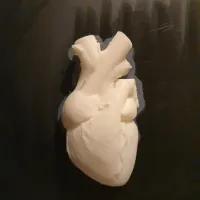 Anatomical Heart Vase - Stand Alone-0