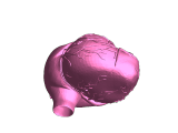 anatomical Heart-0