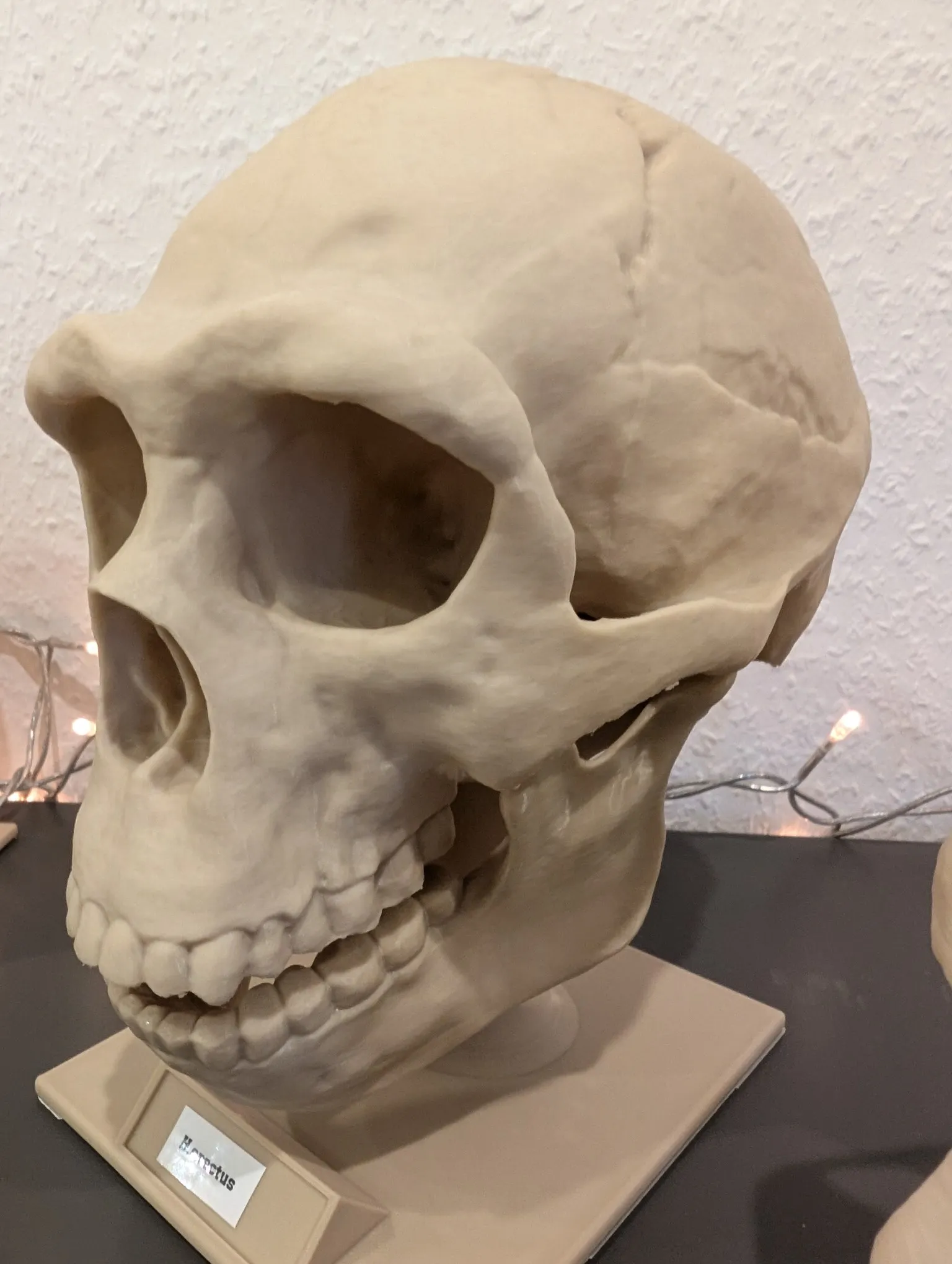 Homo neanderthalensis Skull - Educational Model & Stand 🦴💀-6