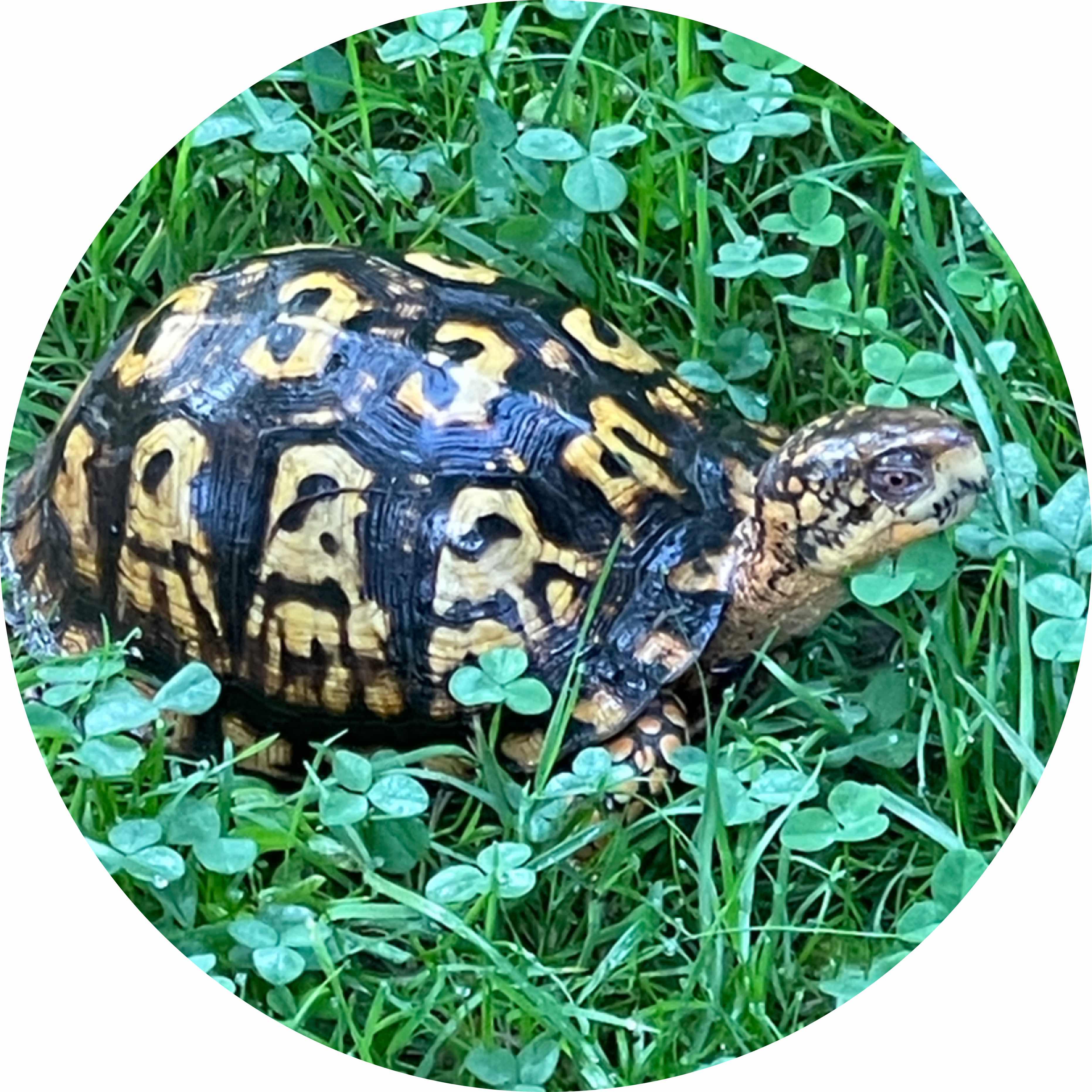 avatar of fluvius