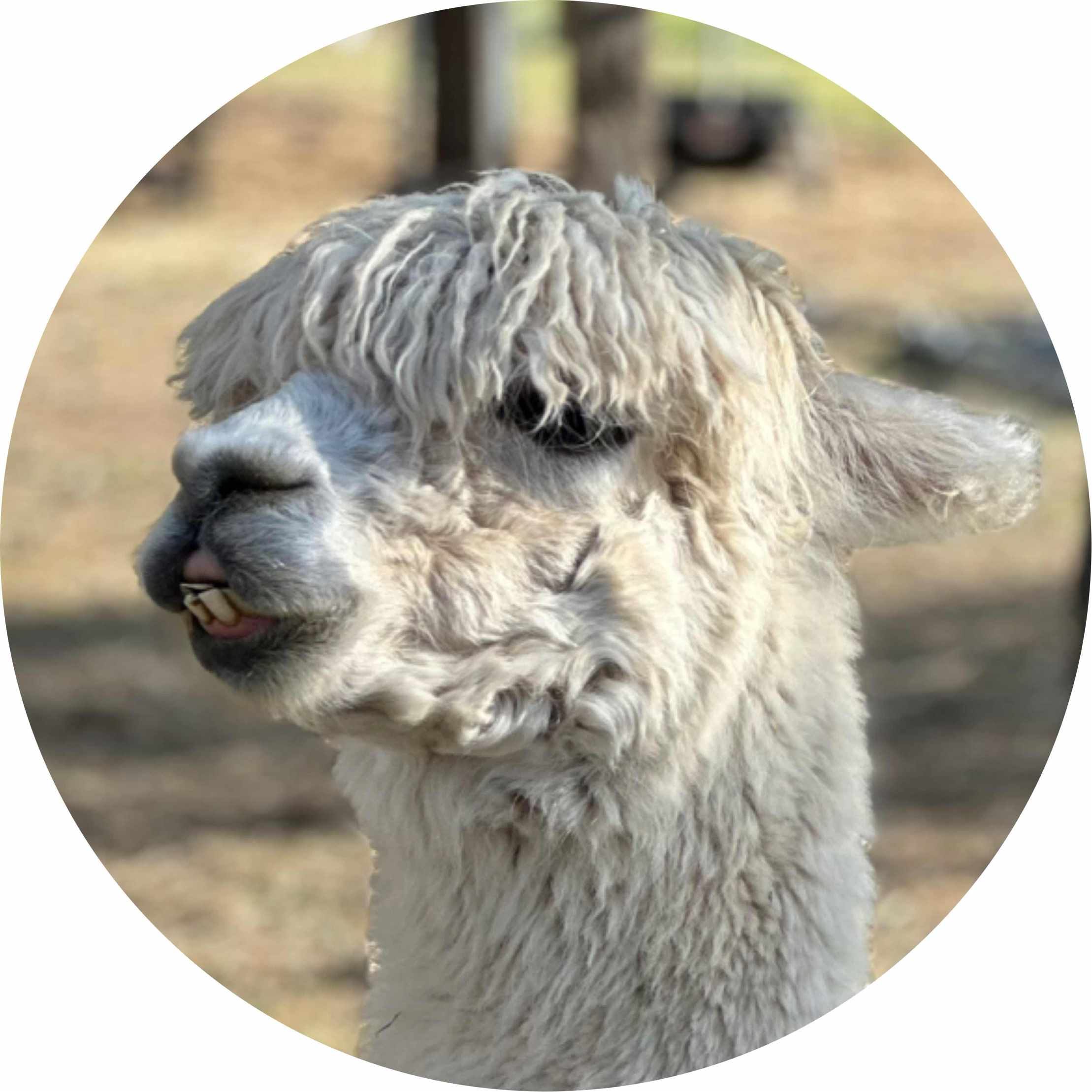 avatar of LlamaDrama