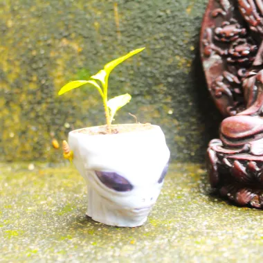 Alien bowl / plant pot halloween-0