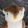 avatar of Sythdonaldduck
