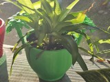 Pot -0