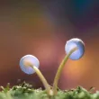 Nature painting